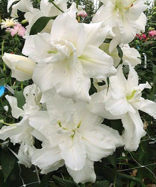 Bowl of Beauty (Austrumu lilijas)