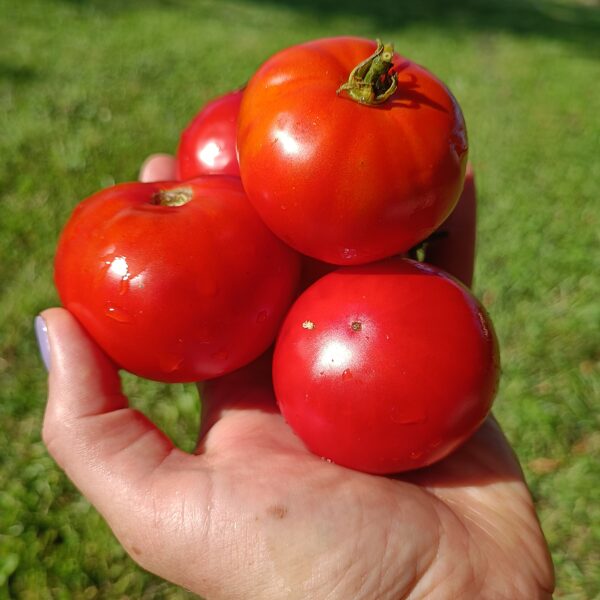 Buckby's New 50 day tomato ( 10 tomātu sēklas)
