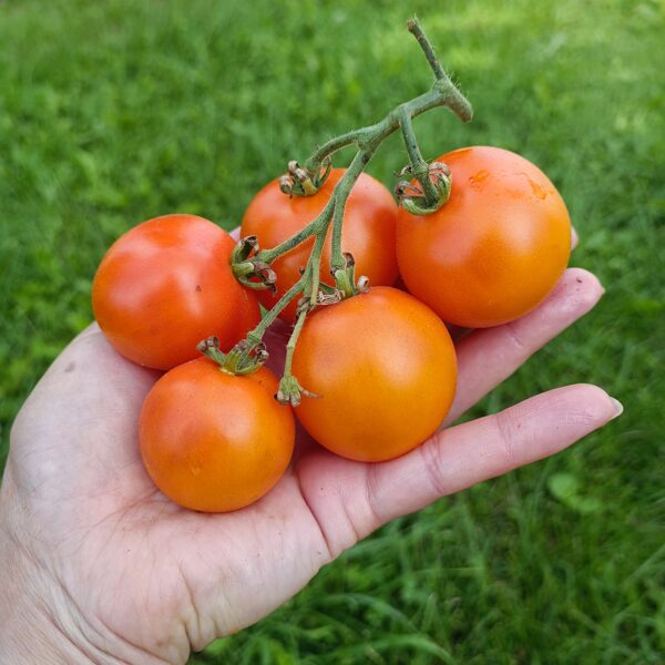 Chehz' s Excellent Yellow ( 10 tomātu sēklas)