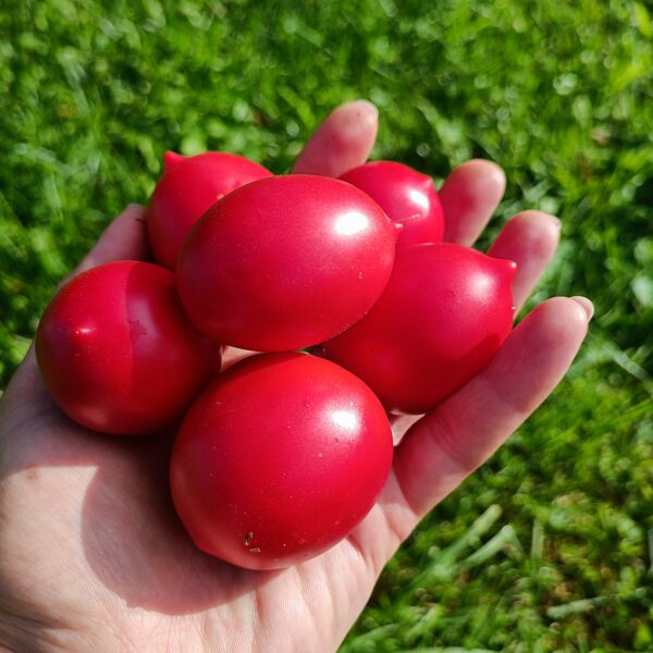 De Barao Royal ( 10 tomātu sēklas)