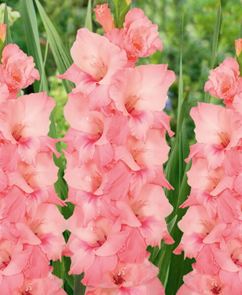 CEBOLLAS GLADIOLUM - Tienda - Granja 