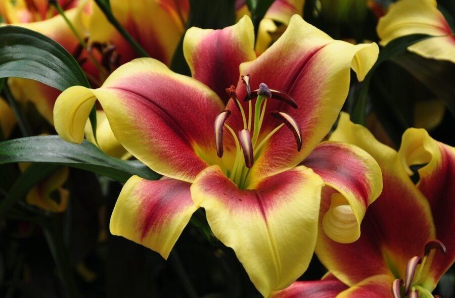 Flavia (Orientālās-Trompešu lilijas hibrīds)