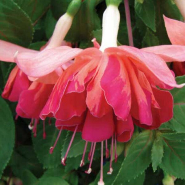 Lielziedu fuksija Marbeller Double Salmon-Orange (nokarena) - 4gb