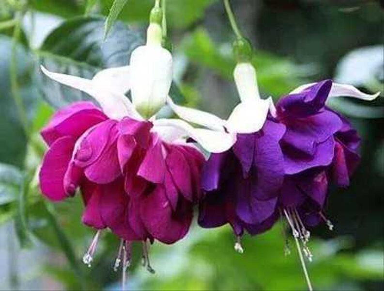 Lielziedu fuksija Marbeller Double White-Purple (nokarena) - 4