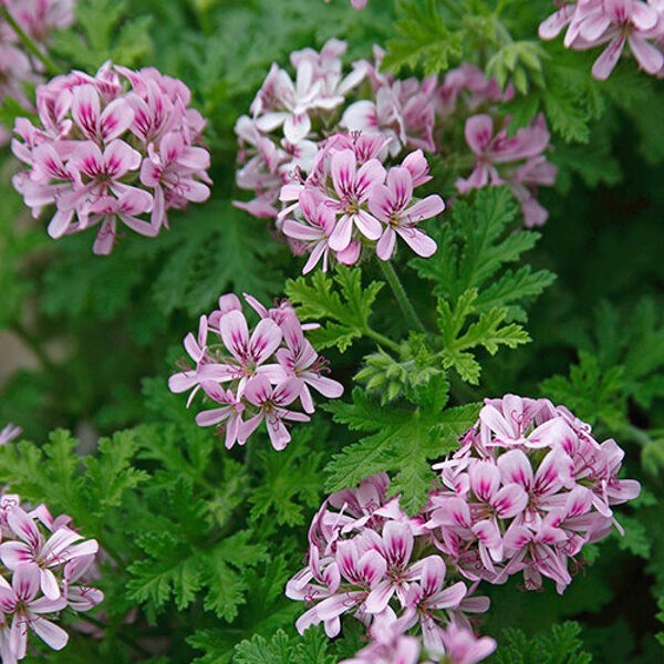 Pelargoniju mix - smaržīgās/stāvās/zvaigžņuziedu - 7 gab
