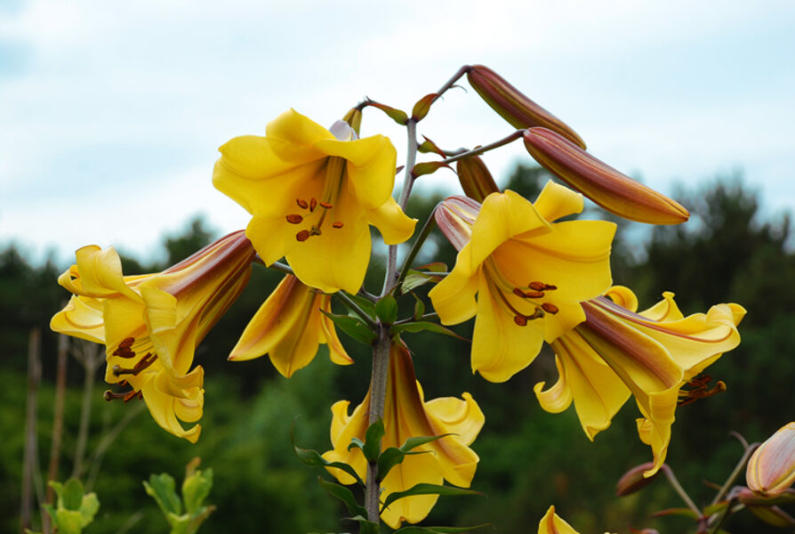 Golden Spllendour  (Trompešu Lilija)