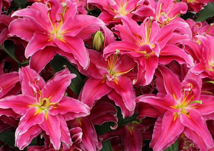 Grand Amour (Austrumu lilija)