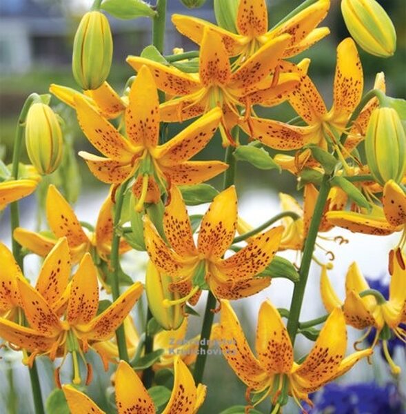 Guinea Gold (MARTAGONLILIJA)