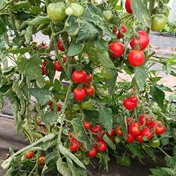Justen's zuckertomate ( 10 tomatu sēklas) 