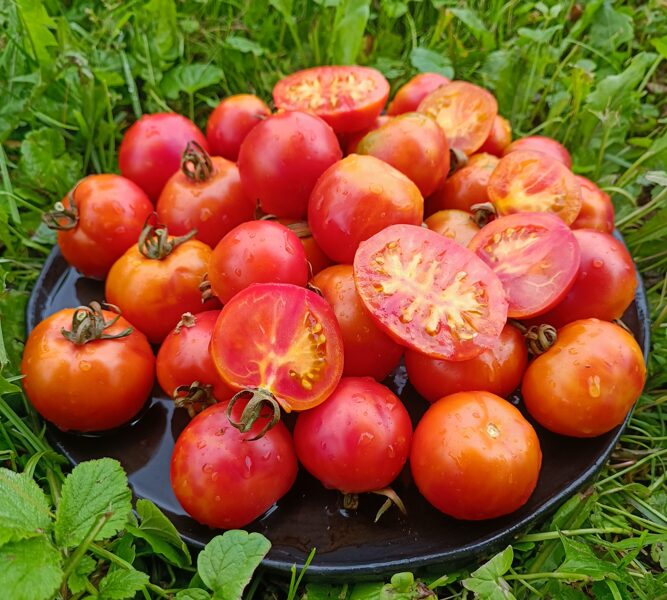 KarMa Peach ( 10 tomātu sēklas) 