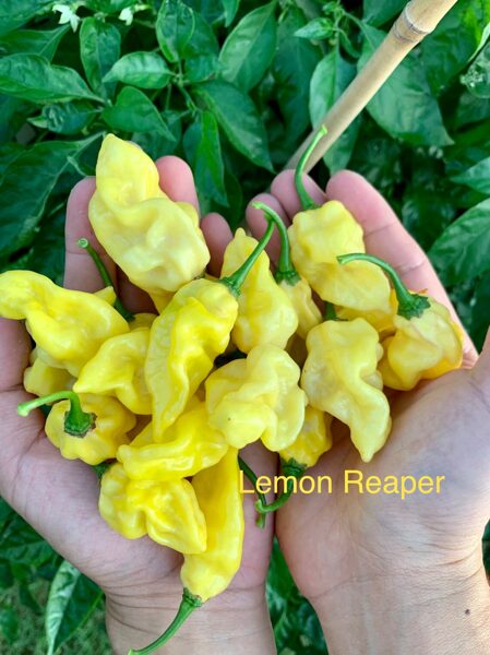 Asie pipari Lemon Reaper (5 sēklas) - Mērcēm, kaltēšanai