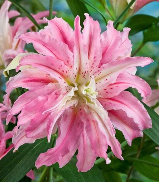 Liliju sīpoli Broken Heart -smaržīgā Austrumu lilija arī podiem!