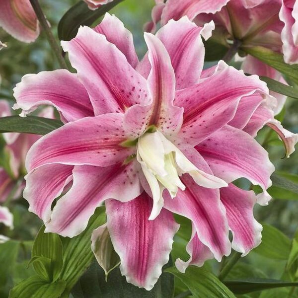 Liliju sīpoli DISTANT DRUM - smaržīgā Austrumu lilija arī podiem!