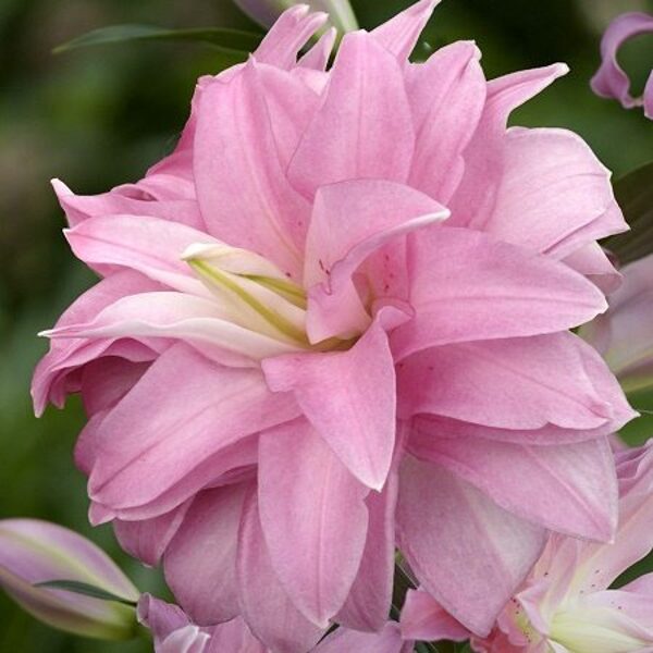 Liliju sīpoli Lotus Spring - smaržīgā Austrumu lilija arī podiem!