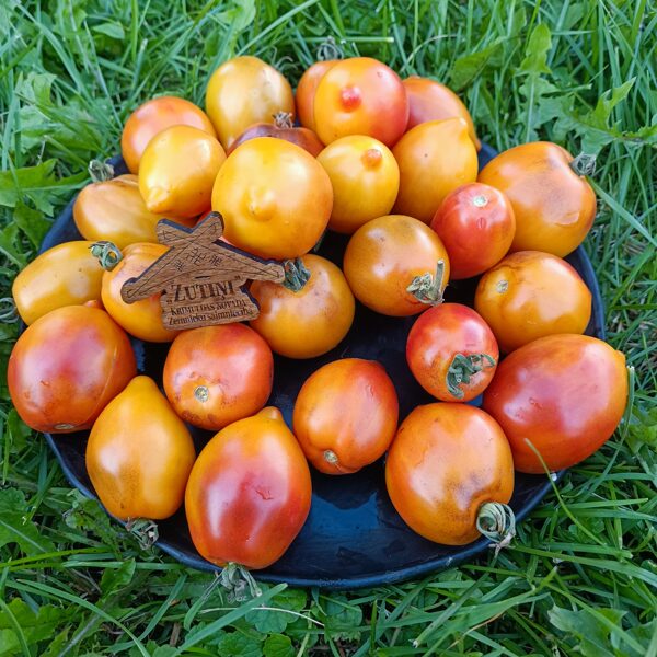 Medovicha ou Medovicha ( 10 tomātu sēklas) 