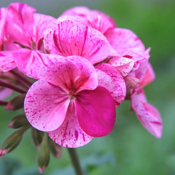 Pelargonijas - Brīvdomātājas. Maina ziedu krāsu, kad pašas grib. 6 gab.