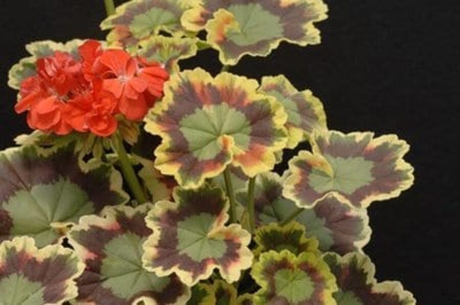 Pelargonija "Mr. Pollock" - krāsainas lapas, sarkani ziedi - 4gb
