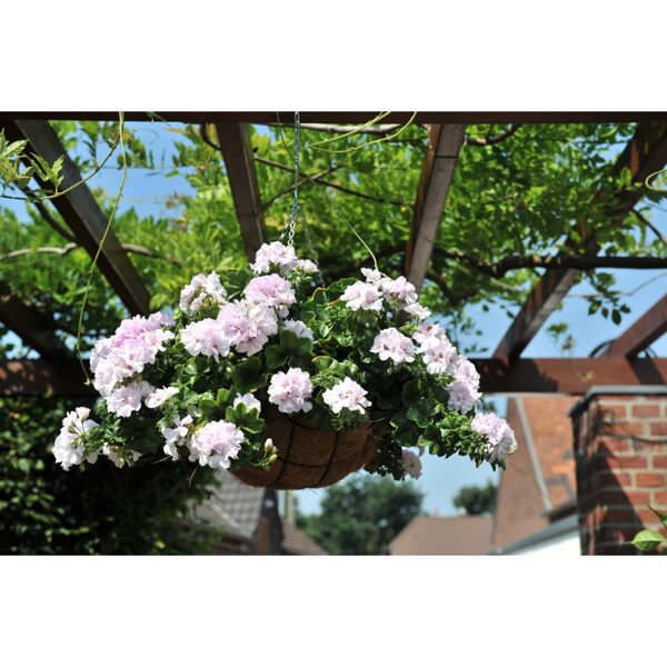 Nokarenā pelargonija "Atlantic white - great balls of fire" - 4gb
