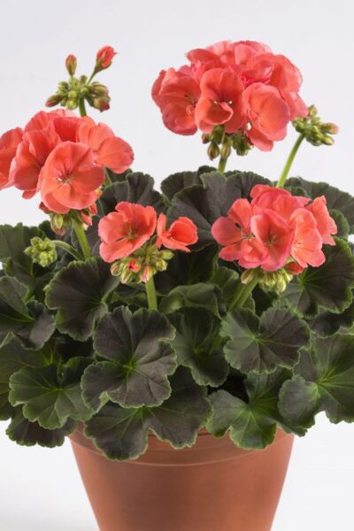 Pelargonija stāvā "Chocolate apricot" (maza auguma, der podiņiem) - 4gb