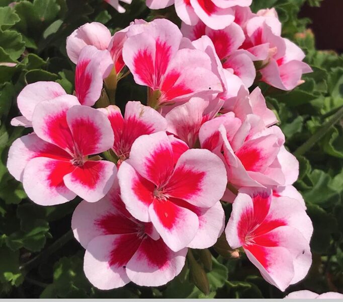 Pelargonija stāvā "Classic rose splash" - 4gb