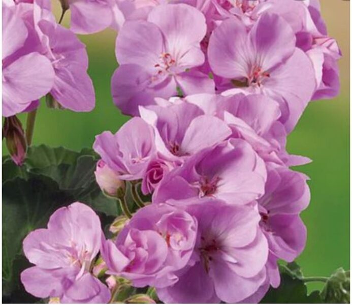 Pelargonija stāvā "Dark Lavender" - 4gb