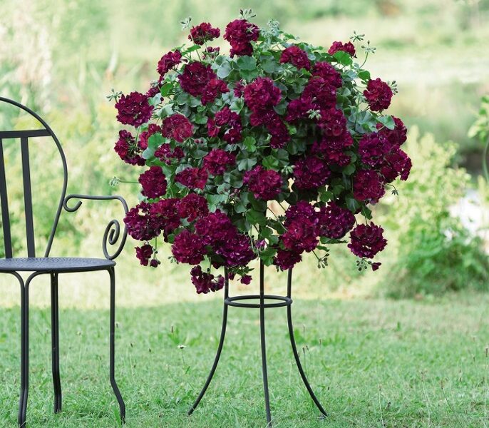 Nokarenā pelargonija pildīto ziedu - "Atlantic Burgundy" - 4gb