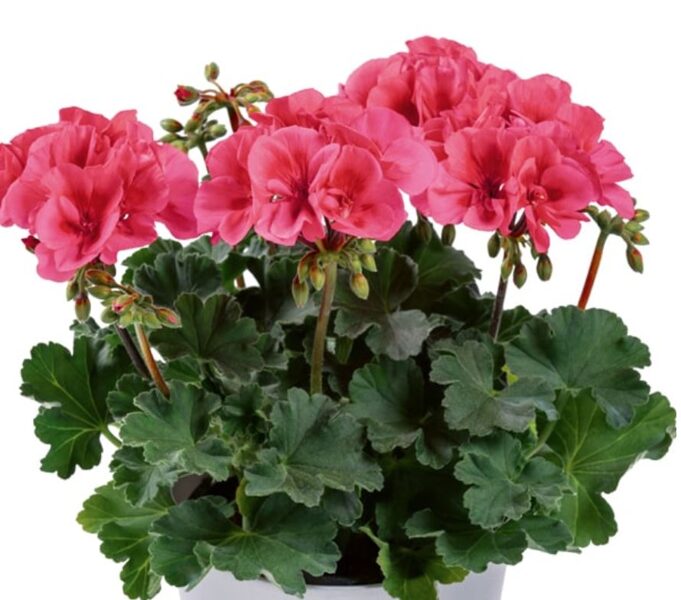 Pelargonija stāvā Grandeur "Patio Coral" - 4gb