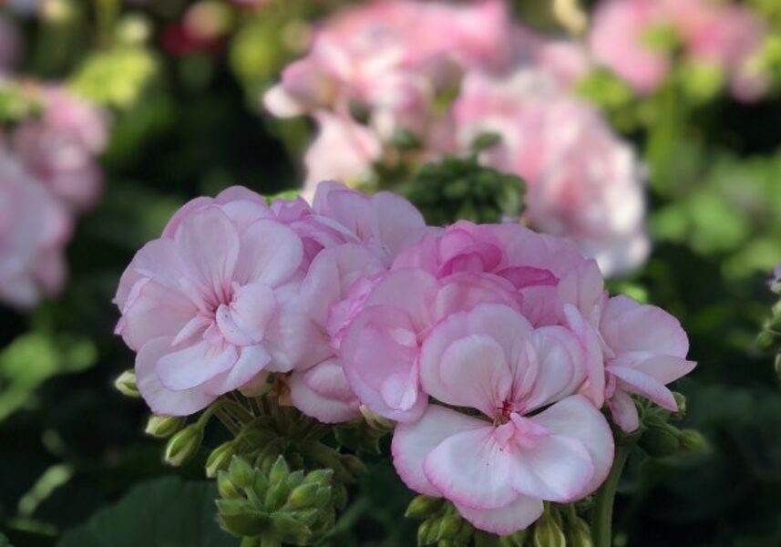 Pelargonija stāvā "Classic pink picotee"  (Burvīgi rozā) - 4gb