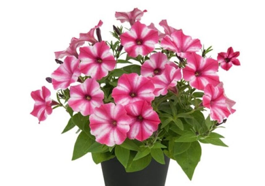Petūnija MINIVISTA "PINK STAR" (JAUNUMS!) - 4gb