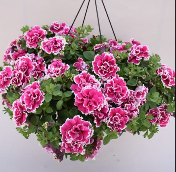 Pildītā petūnija Tumbelina "ANNA" - 6gb