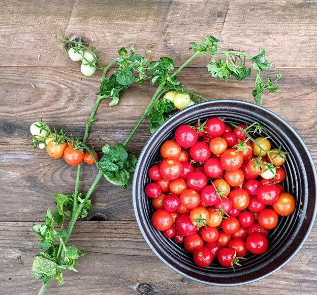 Red Cherry Stick tomato ( 10 sēklas) 