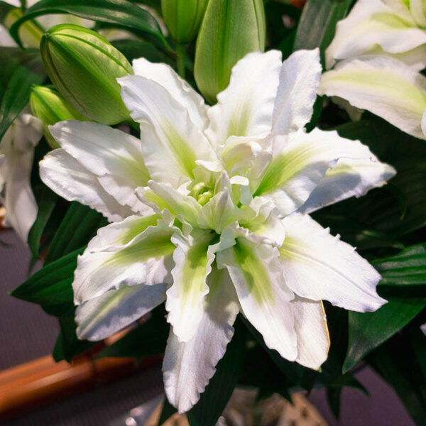 Roselily Aisha (Austrumu lilija)