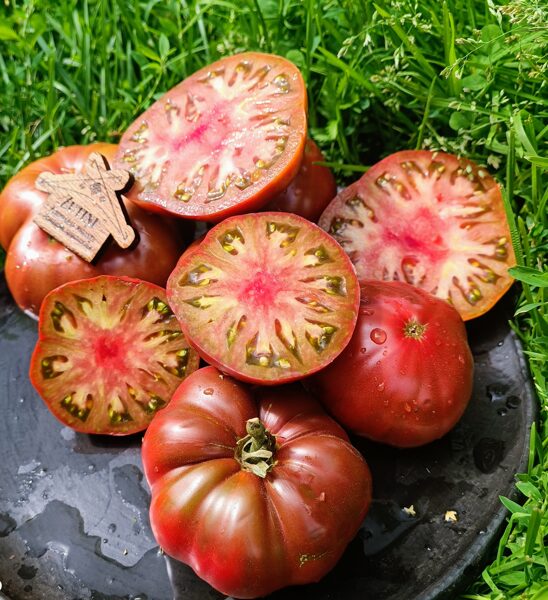 Šokolādes tomāts ( 10 tomātu sēklas) 