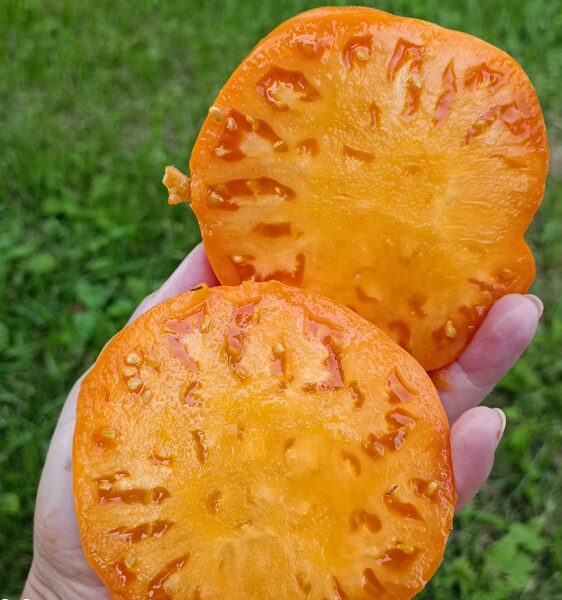 Summer Cider Apricot ( 10 tomātu sēklas) 
