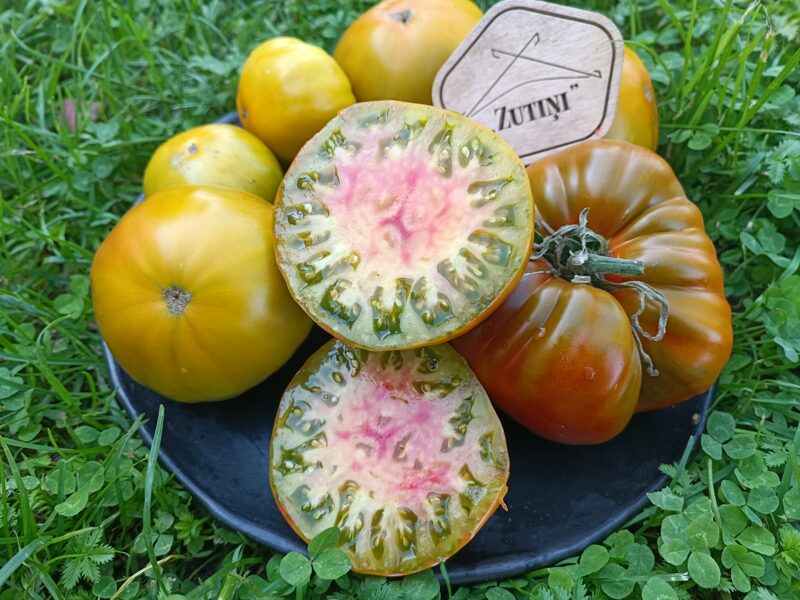 Kļavu sīrups ( 10 tomātu sēklas)