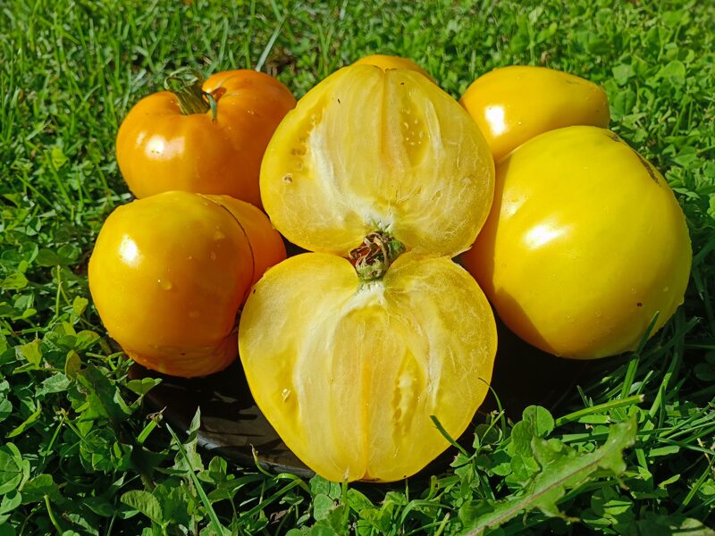 Altaja medus ( 10 tomātu sēklas) 