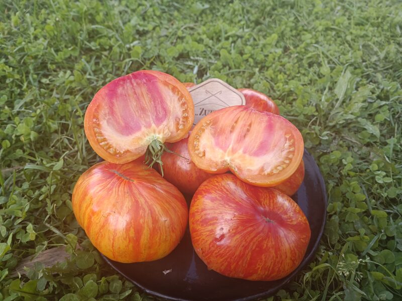 Kozula 141/3  (10 tomātu sēklas)