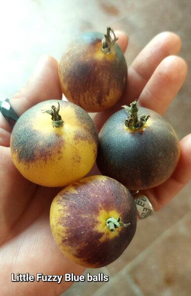 Mazās zili pūkainās bumbiņas (tulk. Little Fuzzy Blue Balls)( 10 tomātu sēklas) 