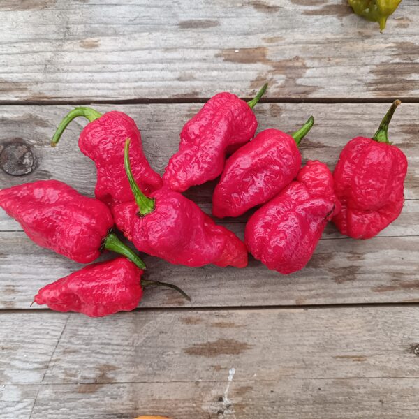 Asie pipari TRINIDAD SCORPION MORUGA RED (5 sēklas) - 2.asākais pasaulē!