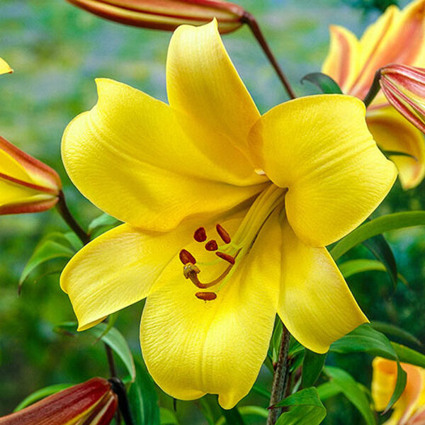 Yellow Planet liliju sīpoli ( OT lilija) 