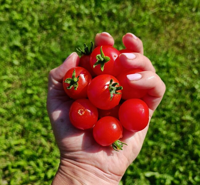 Cukura vīnogas (tulk. no Zuckertraube; 10 sēklas)